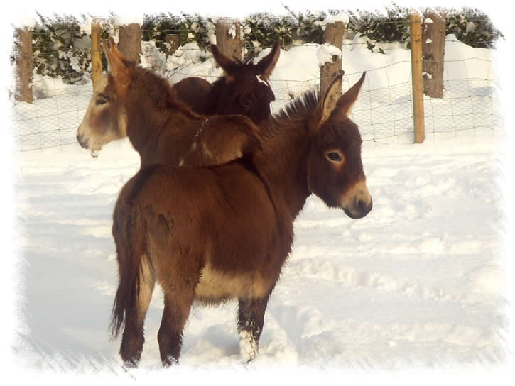 Miniature Mediterranean Donkeys in snow at the donkey stud of Surrey Family Pets, near Weybridge Surrey