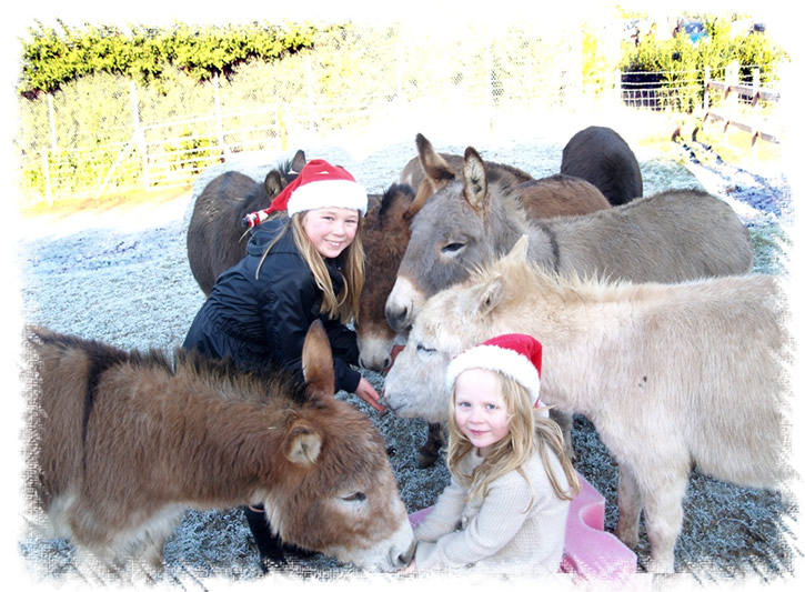 Our Miniature Mediterranean Donkeys are family friendly - Christmas fun at the Donkey stud of Surrey Family Pets near Weybridge Surrey
