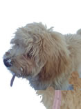 Labradoodle Dogs for sale from Breeders near Weybridge Surrey