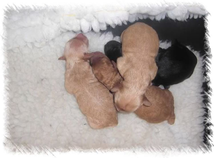 Puppies from labradoodle Litter - Now breeding Weimardoodles