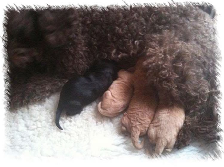 Weybridge Dog Breeders - Labradoodle Litter - Now breed Weimardoodle Puppies