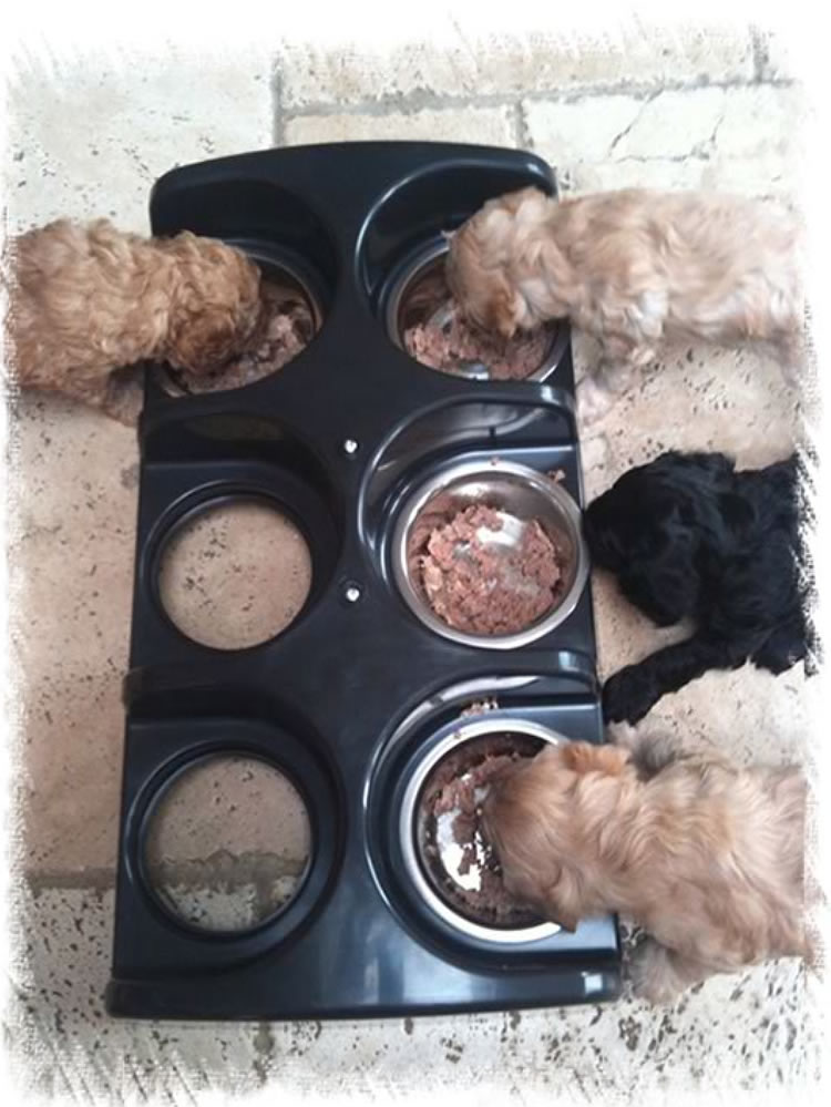Weybridge Puppies for Sale - These were Labradoodles - now breed Weimardoodles