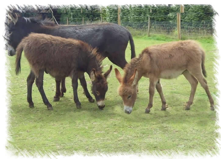 Hoals Rio and Benson - Miniature mediterannean Donkeys Bred by Surrey Family Pets 