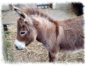 Summer - Breed of Donkey: Miniature Mediterranean Donkey. Breeding Jenny at stud of Surrey Family Pets near Weybridge Surrey