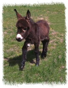 Miniature Donkey Maddie bred at our Stud near Weybridge Surrey