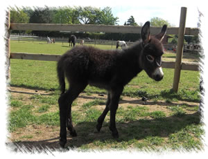 Miniature Mediterranean Donkey Merlin is a foal for sale at our Surrey Stud near Chertsey Surrey