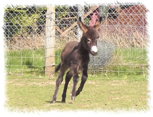 New Arrival For Sale: "Merlin" - Miniature Mediterranean Donkey Foal Born to Oakley