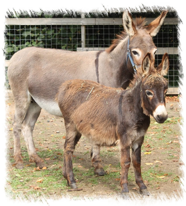 Breeding Jenny Oakley - Breed: Miniature Mediterranean Donkey at the stud of Surrey Family Pets, near Weybridge Surrey