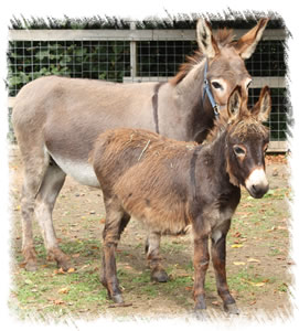 Donkey Rosie with Foal Magic