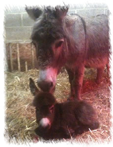 Foal Magic Maddie - Breed Miniature Mediterranean Donkey - with Jenny (Mother)