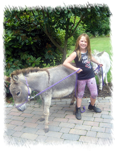 Breed of Donkey: Miniature Mediterranean Donkey. Phoebe is Jenny at Surrey Family Pets near Weybridge Surrey