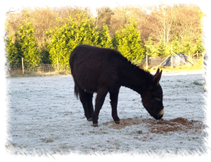 Miniature Mediterranean Donkey named Pushkin for Sale from Surrey Family Pets near Weybridge Surrey