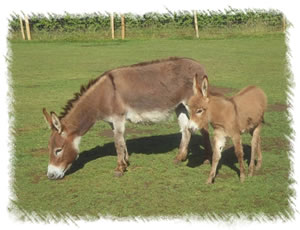 Miniature Mediterranean Donkeys - Rio with mother Rose