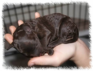Breed: Australian Miniature Labradoodles - Our breeding labradoodle Tallulah as a puppy 1 week old