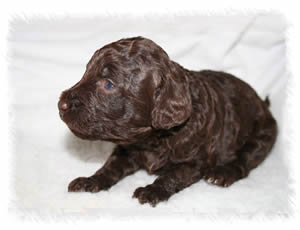 Breed: Australian Miniature Labradoodles - Our breeding labradoodle Tallulah as a puppy 3 weeks old