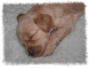 Breed: Australian Miniature Labradoodles - Our breeding labradoodle Tinkerbell as a puppy 1 week old